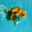 Calico Oranda Male 5-5.5 inches #050126OR_12