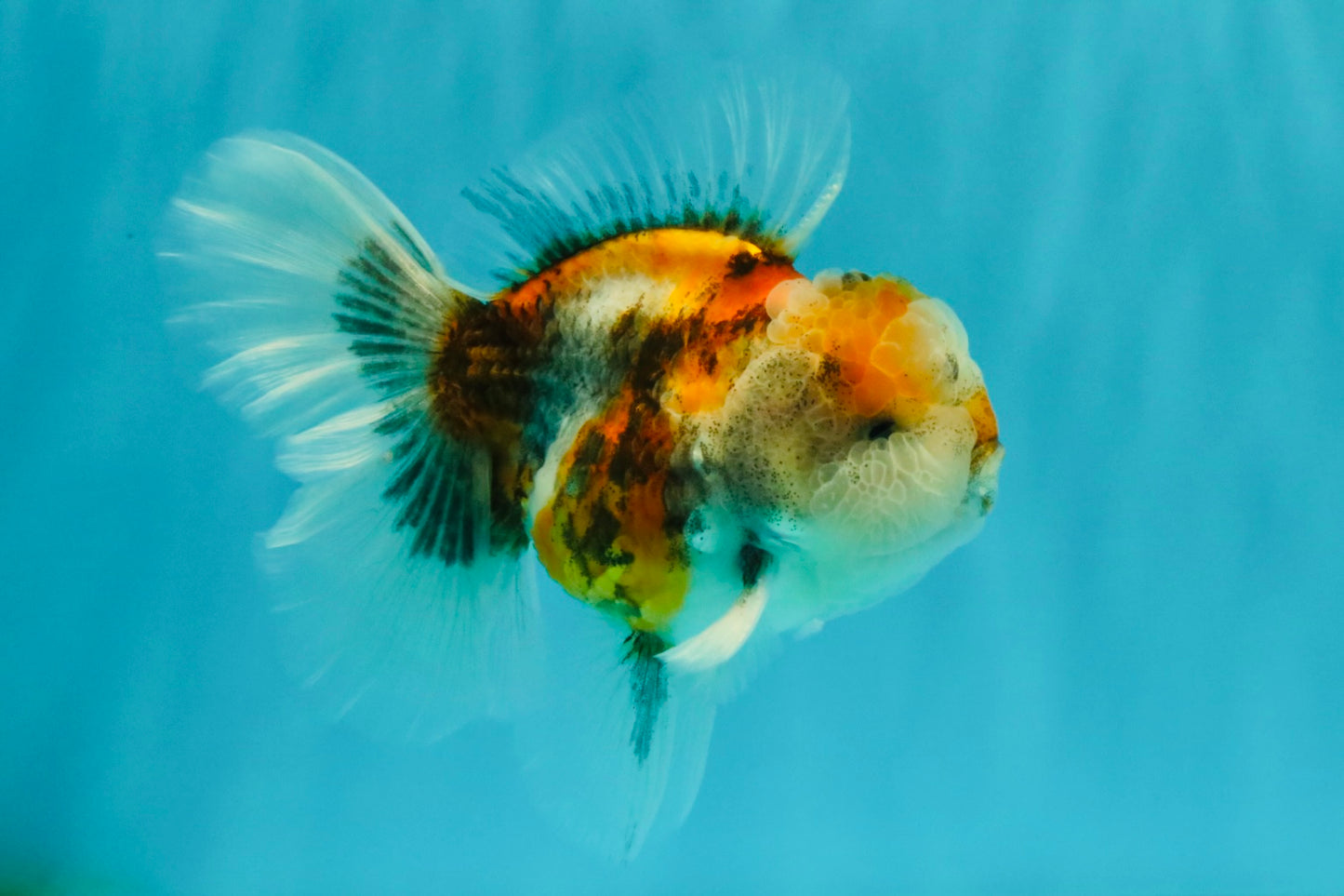 Calico Oranda Male 5-5.5 inches #050126OR_12