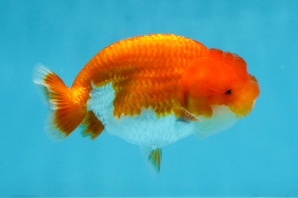 AAA Grade Red White LionQueen 4 inches #103125LC_22