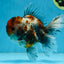 A Grade CHUBBY Calico Kirin Oranda Male 5.5  inches #091225OR_10