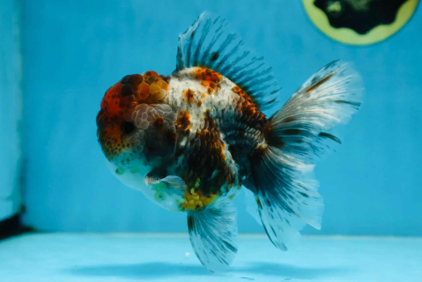 A Grade CHUBBY Calico Kirin Oranda Male 5.5  inches #091225OR_10