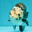 Ink Chinese Ranchu Male 5.5-6 inches #050826RC_13