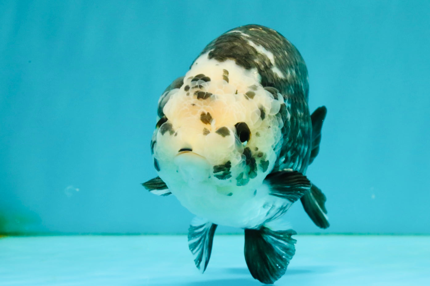 Ink Chinese Ranchu Male 5.5-6 inches #050826RC_13