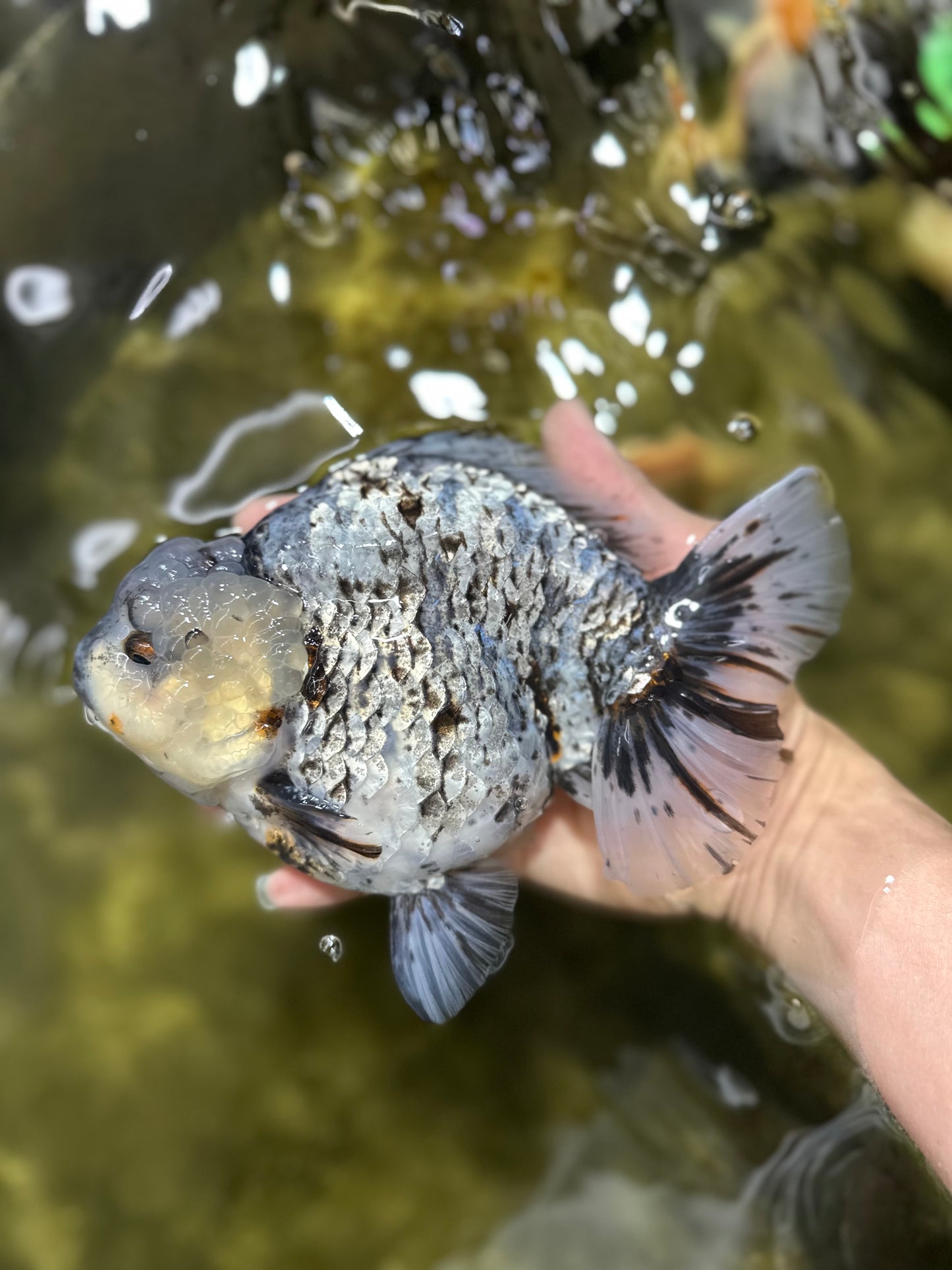 MONSTER AAA Grade White Tiger Yuanbao Male 7-7.5 inches #042525_01