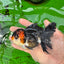 AAA Grade Tricolor Oranda Male 4.5 inches #0830OR_17