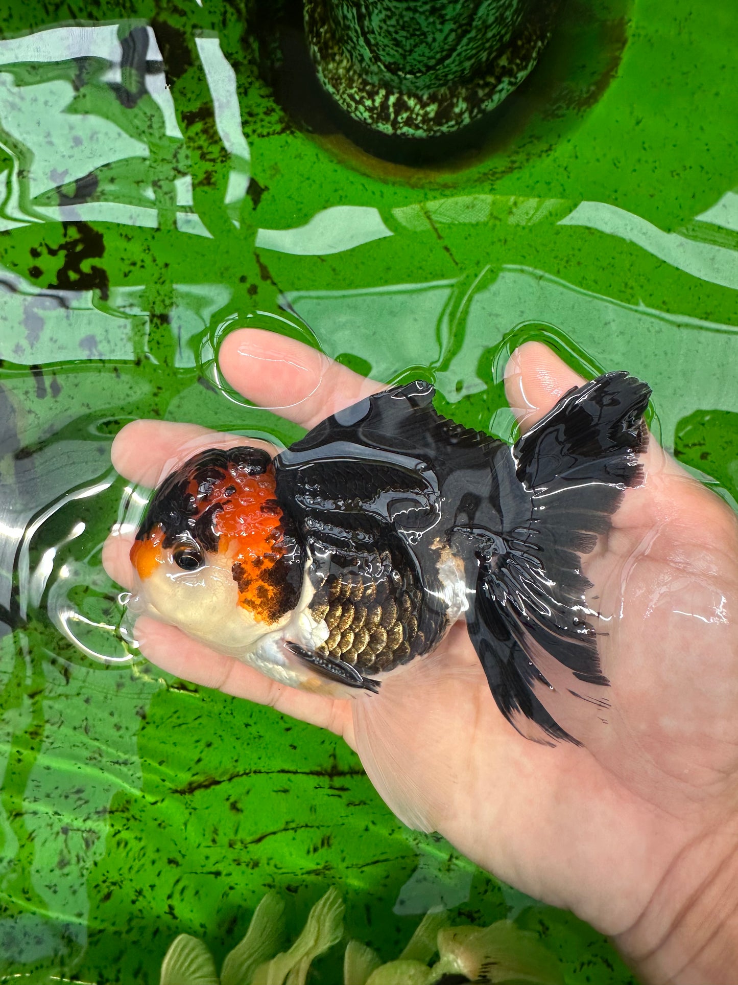 AAA Grade Tricolor Oranda Male 4.5 inches #0830OR_17