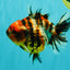 A Grade Tiger Oranda Female 5.5 inches #061926OR_28