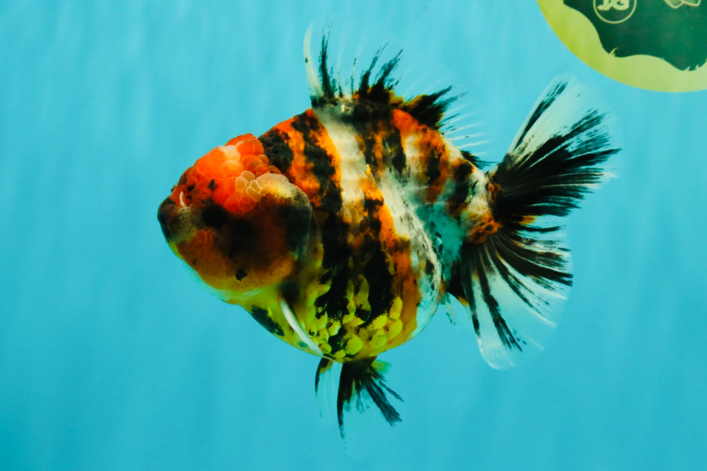 A Grade Tiger Oranda Female 5.5 inches #061926OR_28