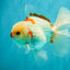 A Grade Red White Oranda Male 6 inches #071726OR_29