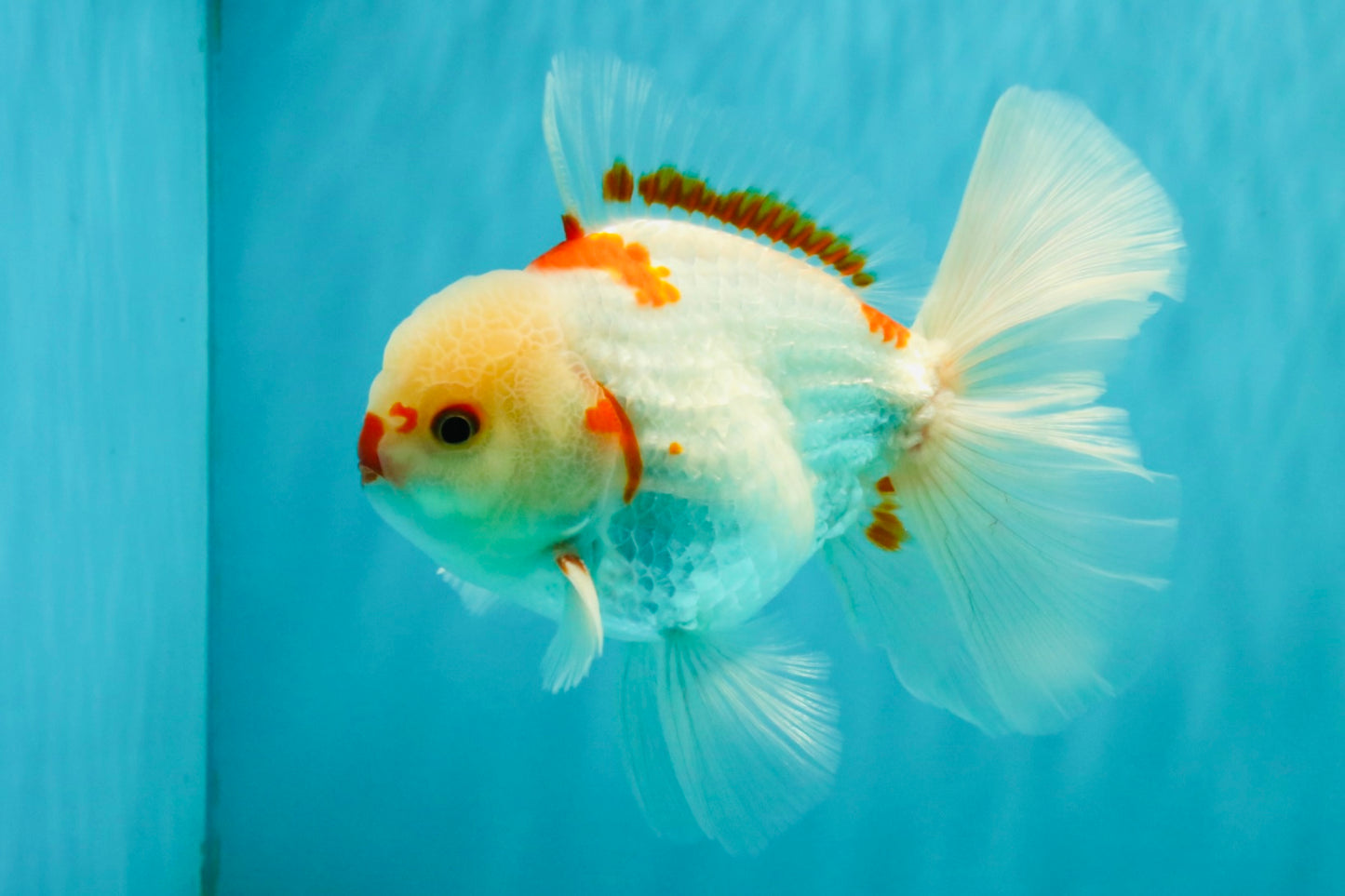 A Grade Red White Oranda Male 6 inches #071726OR_29