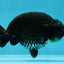 AAA Grade Black Ranchu Male 4.5-5 inches #052325RC_17