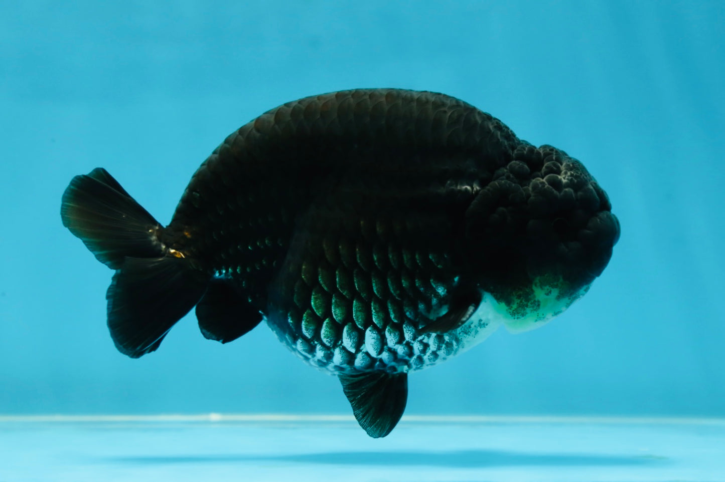 AAA Grade Black Ranchu Male 4.5-5 inches #052325RC_17