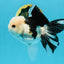 A Grade Panda Button Eyes Oranda Male 4.5-5 inches #120624OR_07