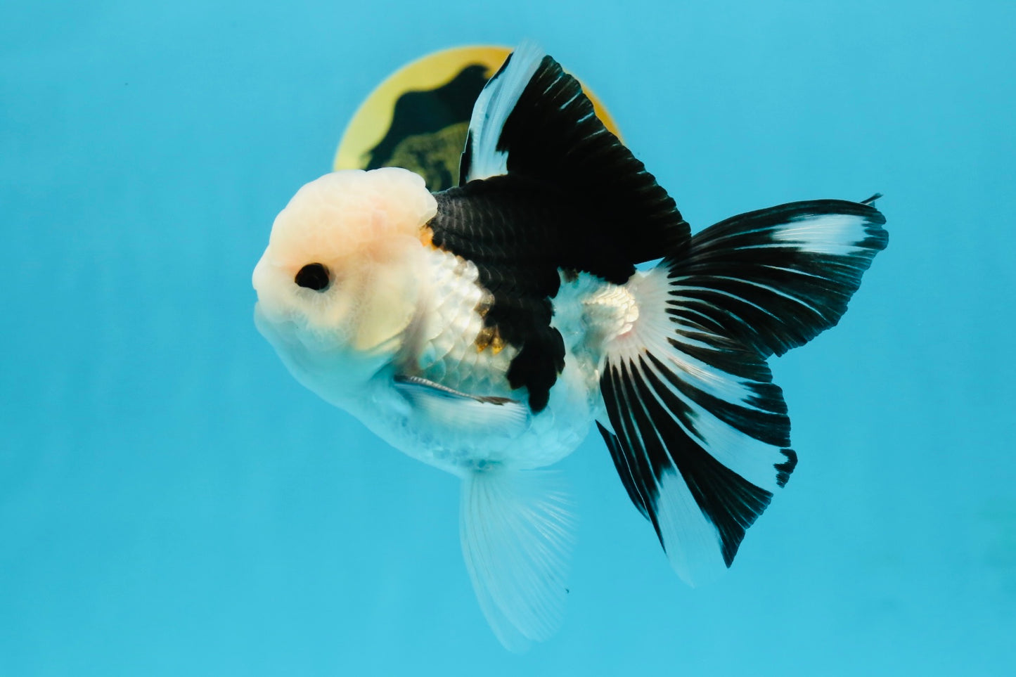 A Grade Panda Button Eyes Oranda Male 4.5-5 inches #120624OR_07