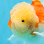 AAA Grade Cherry Sakura Oranda Male 5 inches #062725OR_14