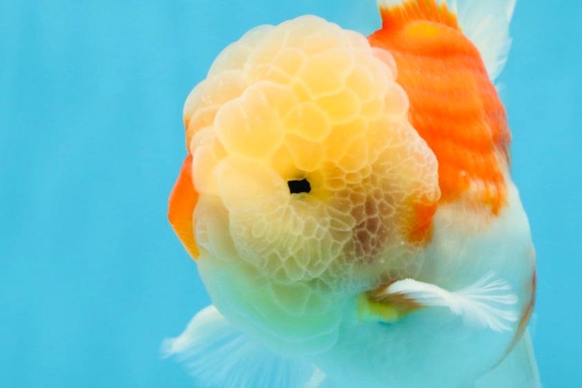 AAA Grade Cherry Sakura Oranda Male 5 inches #062725OR_14