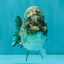 A Grade Strong Body Structure Tiger Ranchu Male 5-5.5 inches #081426RC_22