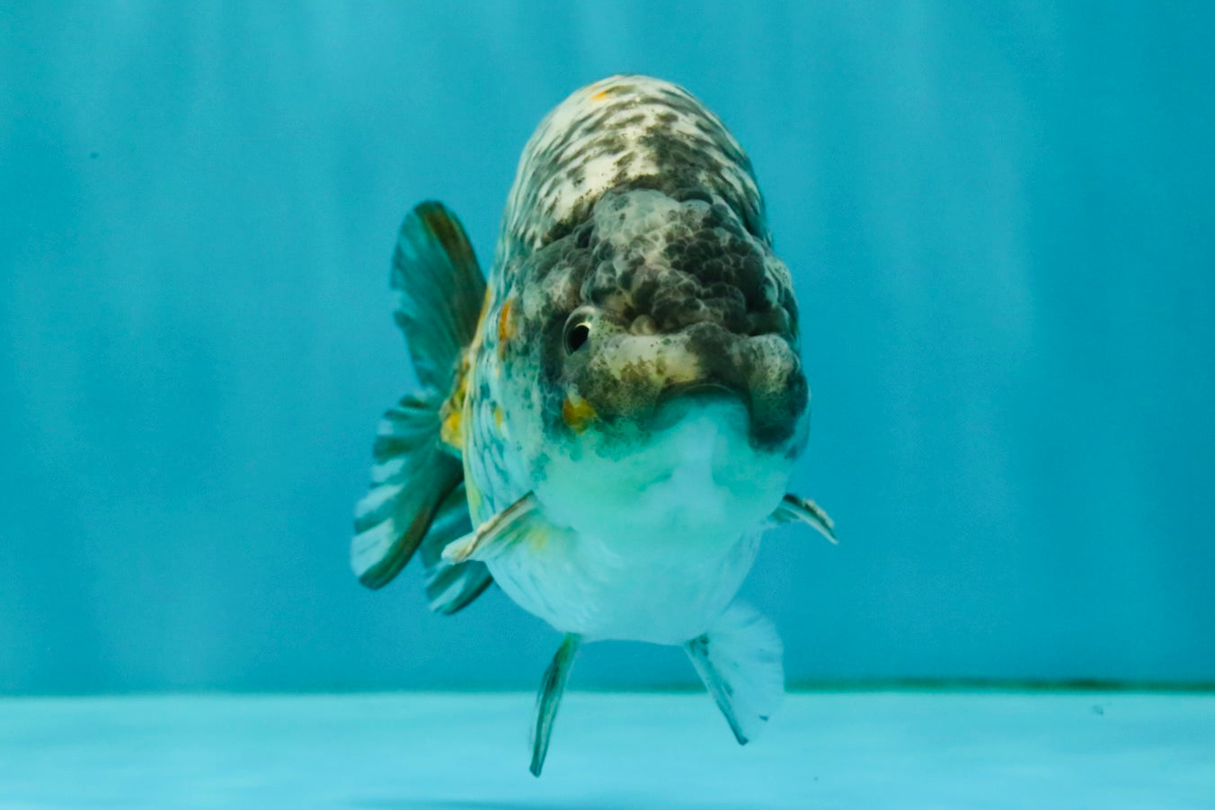 A Grade Strong Body Structure Tiger Ranchu Male 5-5.5 inches #081426RC_22