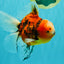 A Grade Marble Oranda Male 6 inches #072426OR_14