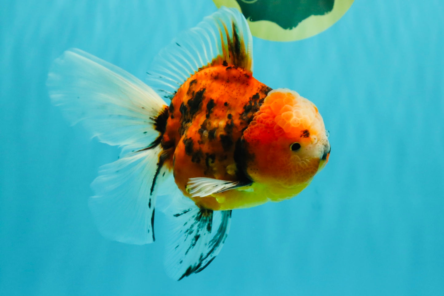 A Grade Marble Oranda Male 6 inches #072426OR_14