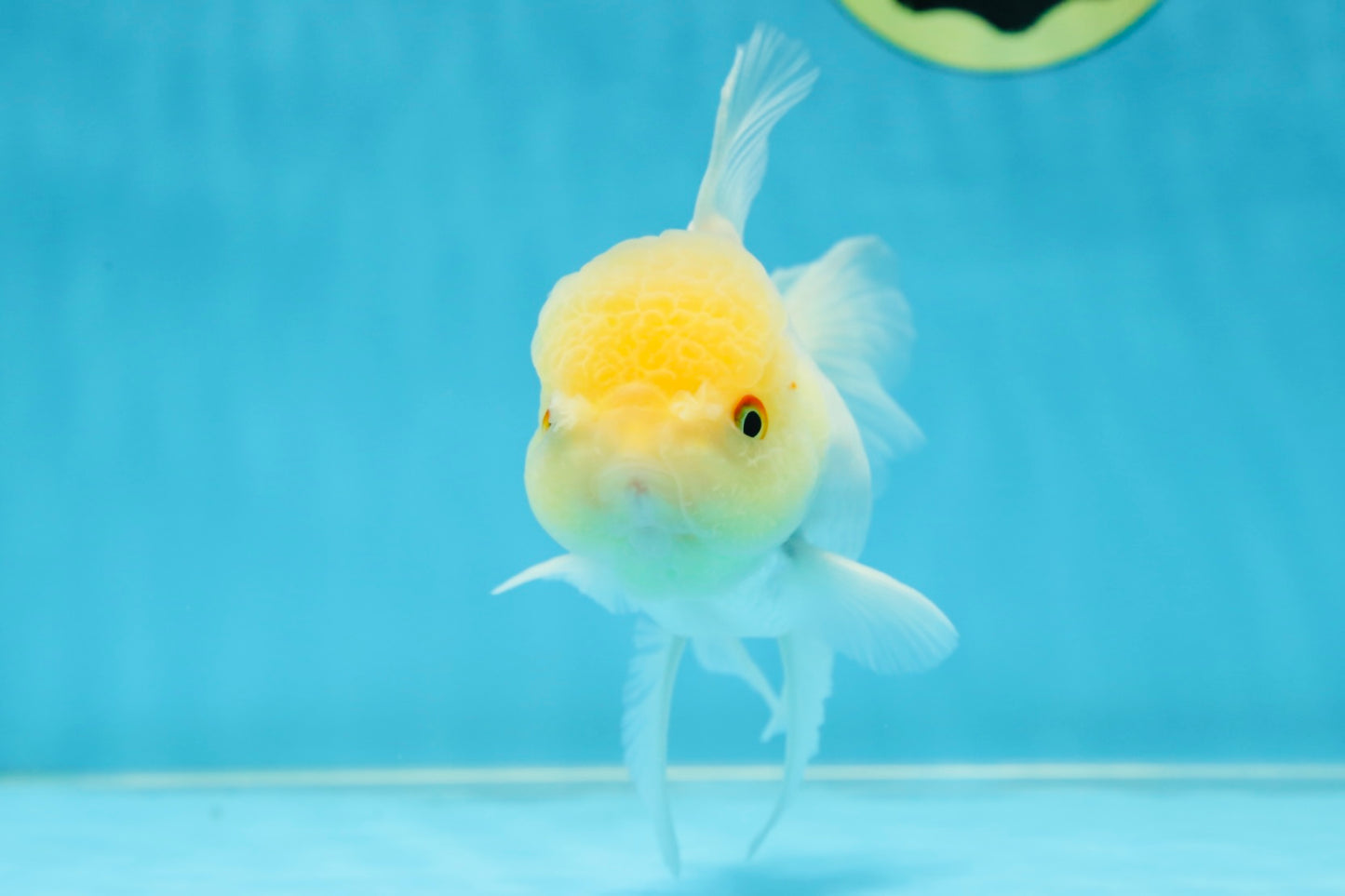 A Grade White Oranda Male 5 inches #060625OR_28