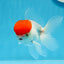 A Grade Red Cap Oranda Male 4  inches #0906OR_26