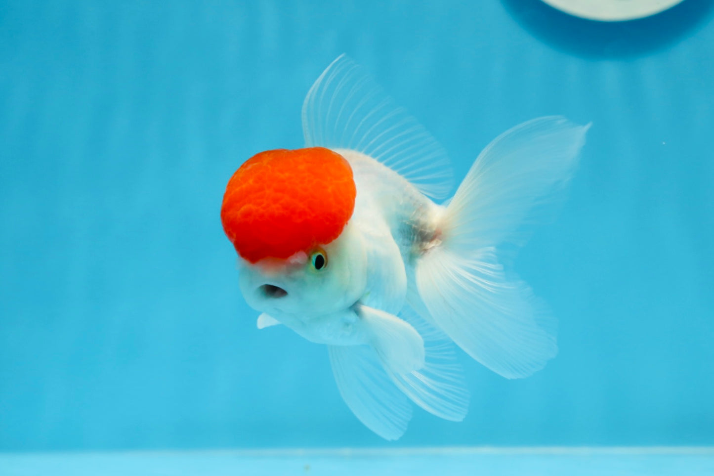 Oranda macho de gorra roja de grado A de 4 pulgadas n.° 0906OR_26