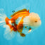 OLAF A Grade Red White Oranda Male 6 inches #040326OR_14
