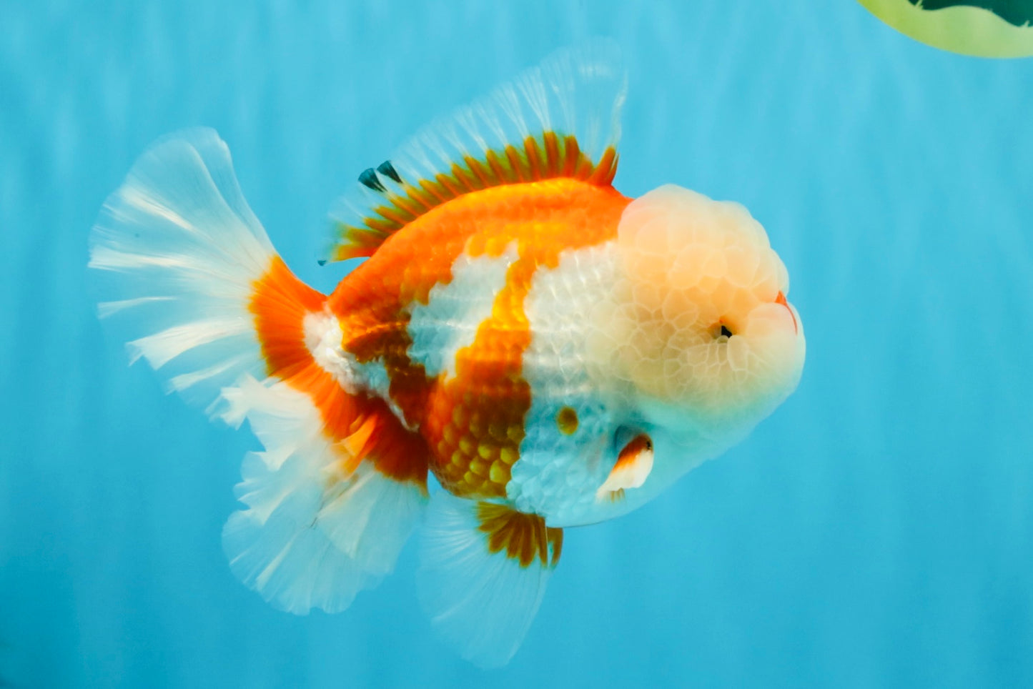 OLAF A Grade Red White Oranda Male 6 inches #040326OR_14