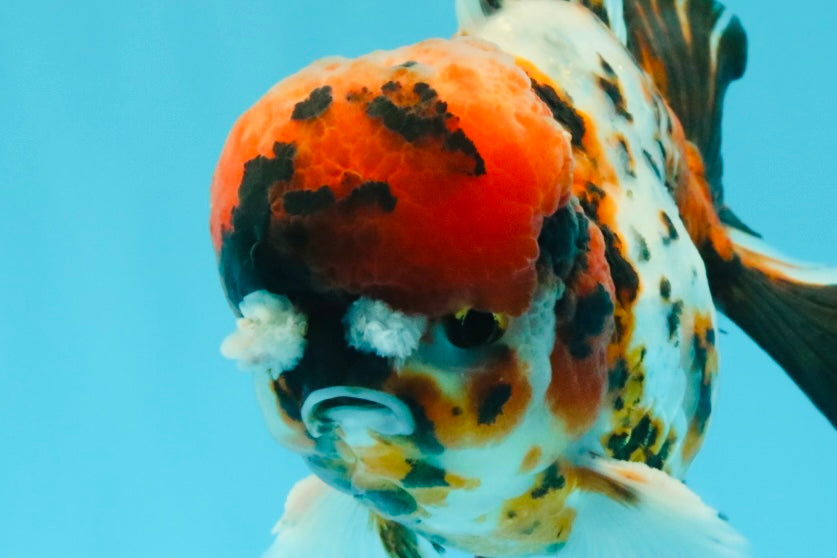 A Grade Pompom 2 Tone Yuanbao Male 5.5 inches #030626YB_14