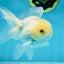 White Beauty Oranda Male 4.5-5 inches #071125OR_14