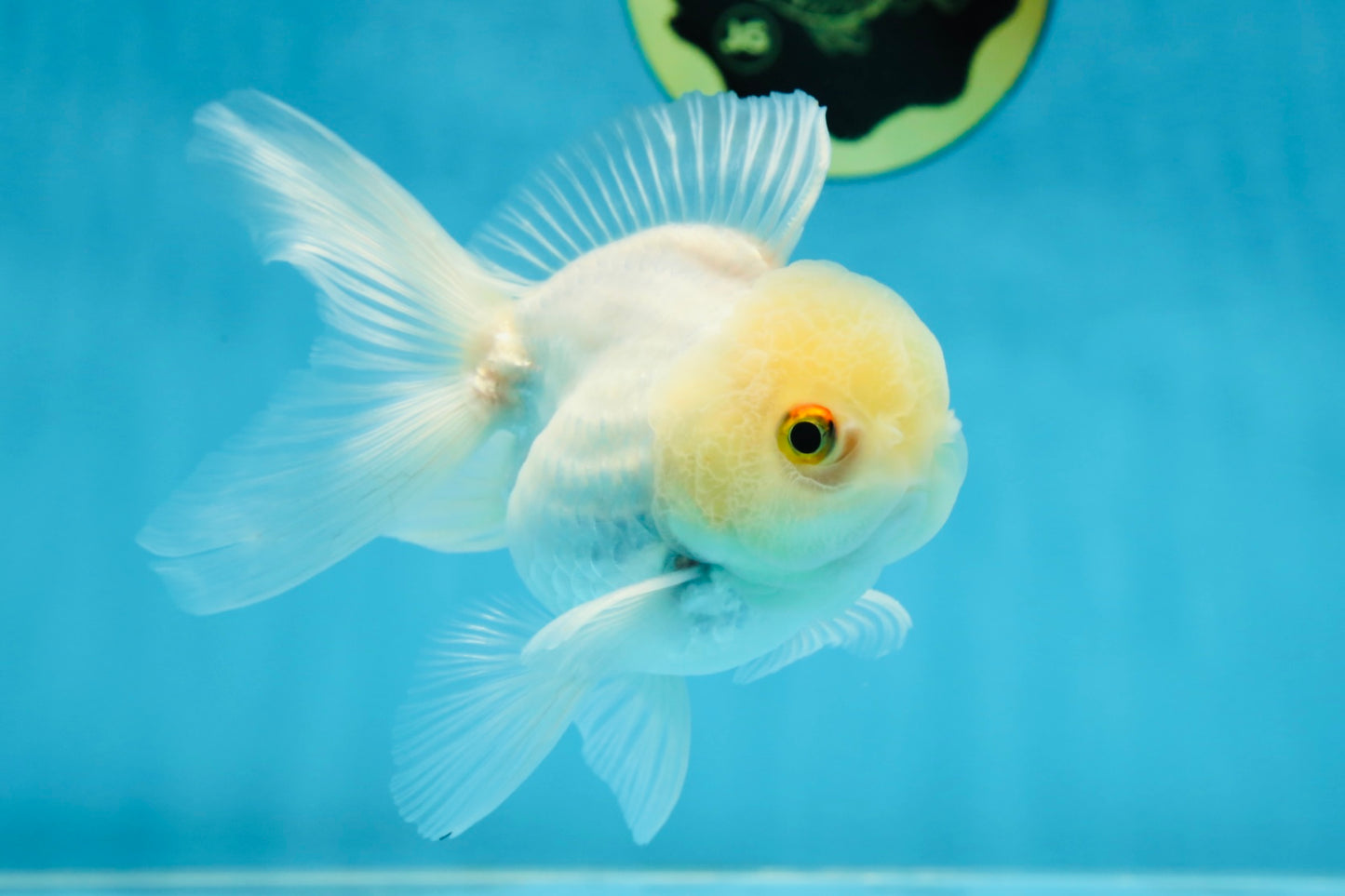 White Beauty Oranda Male 4.5-5 inches #071125OR_14