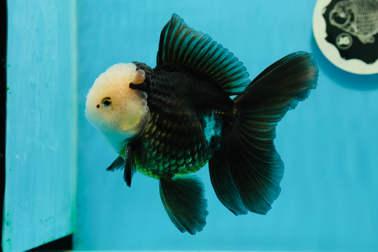 AAA Grade Panda Button Eyes Oranda Male 5.5 inches #1011OR_04