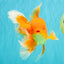 A Grade Red White Oranda Male 6 inches #082826OR_12