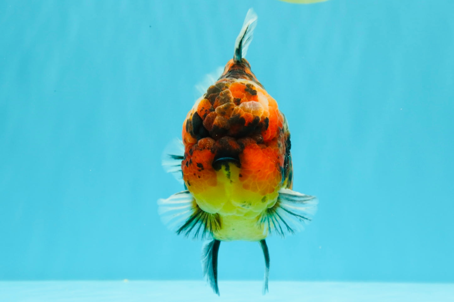 AAA Grade Godzilla Tiger Yuanbao Male 5.5-6 inches #031326YB_19