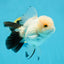 Panda Oranda Female 5 inches #120624OR_12