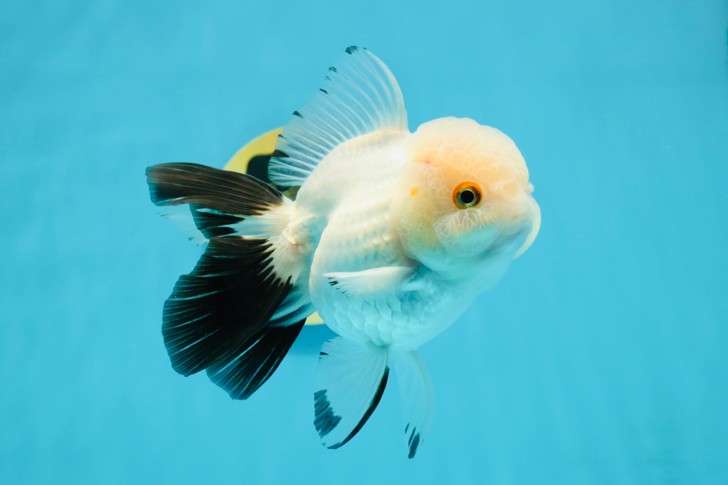 Panda Oranda Female 5 inches #120624OR_12