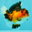 AAA Grade Apache Oranda Female 5.5-6 inches #071026OR_26