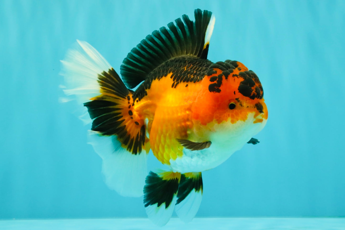 AAA Grade Apache Oranda Female 5.5-6 inches #071026OR_26