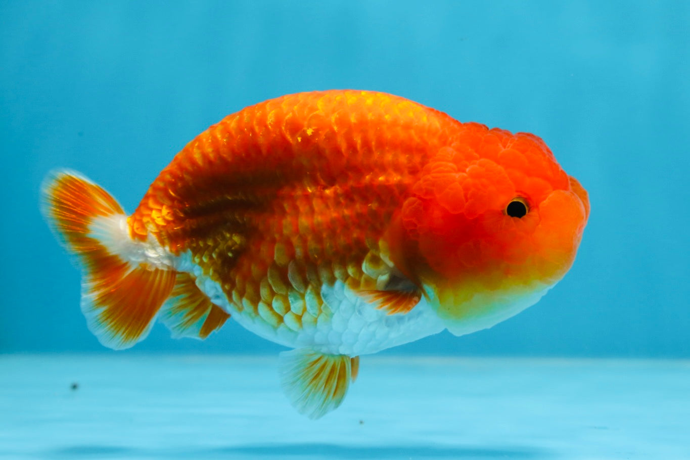 A Grade CHUBBY Red White LionKing 4.5 inches #072525LC_03