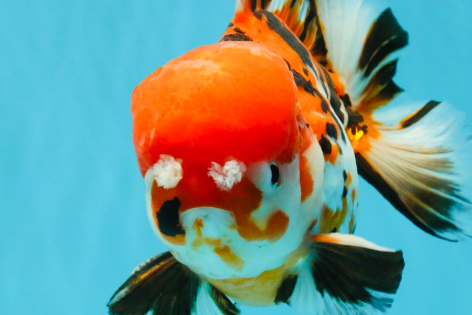 Pompom Tiger Yuanbao Male 5.5 inches #022726YB_07