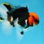 AAA Grade Tricolor Button Eyes Oranda Male 5 inches #080825OR_04