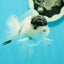 Black Tancho Panda Oranda Female 3.5 inches #110124OR_07