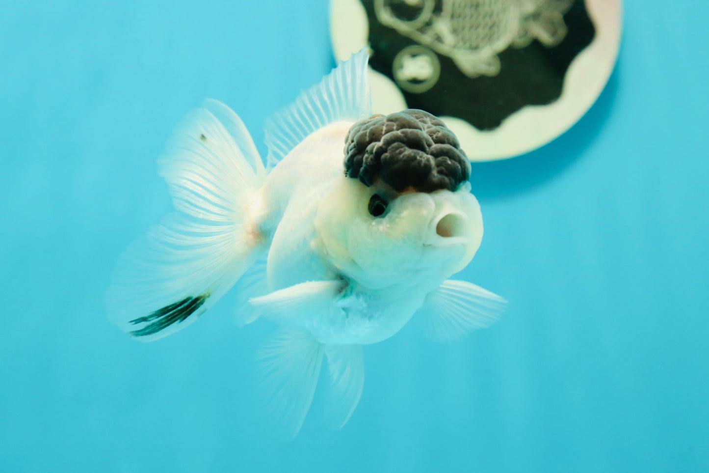 Black Tancho Panda Oranda Female 3.5 inches #110124OR_07