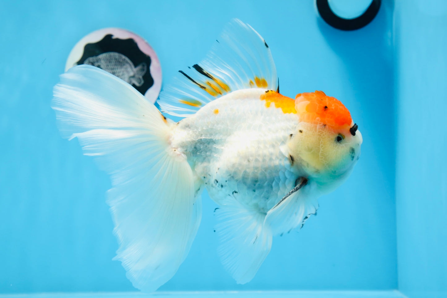 A Grade Tricolor Unique Color Mark Oranda Male 7 inches #0706OR_06