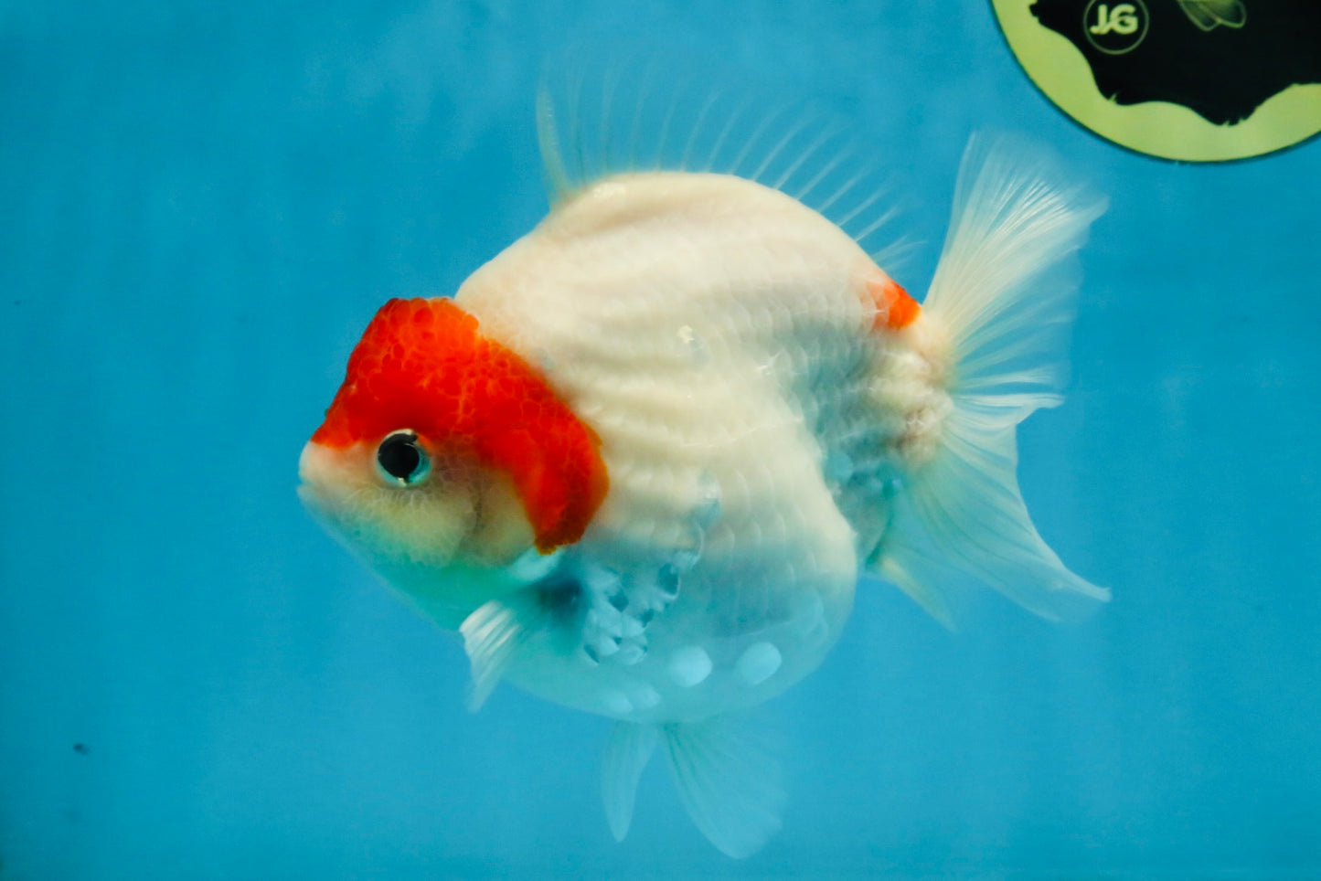 MARIO AAA Grade Red White Yuanbao Female 5 inches #121225YB_02