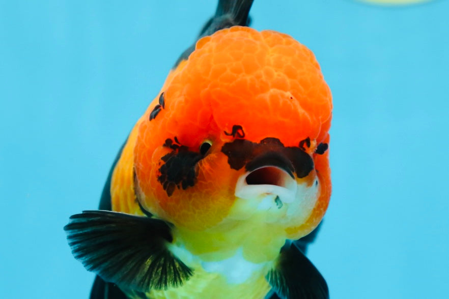 AAA Grade UNIQUE Apache Oranda Female 5.5-6 inches #080825OR_09