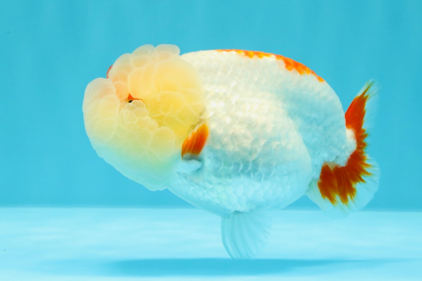 AAA Grade Kohaku LionQueen 4.5 inches #030626LC_01