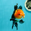 A Grade Monster Red Head Tricolor Oranda Male 5 inches #110124OR_16