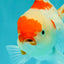 A Grade Red White Oranda Female 5.5 inches #061926OR_15